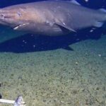 فيديو.. رصد "القرش النائم" في أحد أقسى الأماكن على وجه الأرض