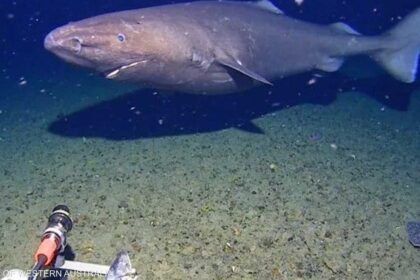 فيديو.. رصد "القرش النائم" في أحد أقسى الأماكن على وجه الأرض