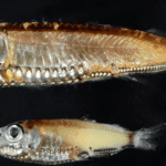 أسماك أعماق البحر تكشف نظاما بصريا يتجاوز "المألوف"