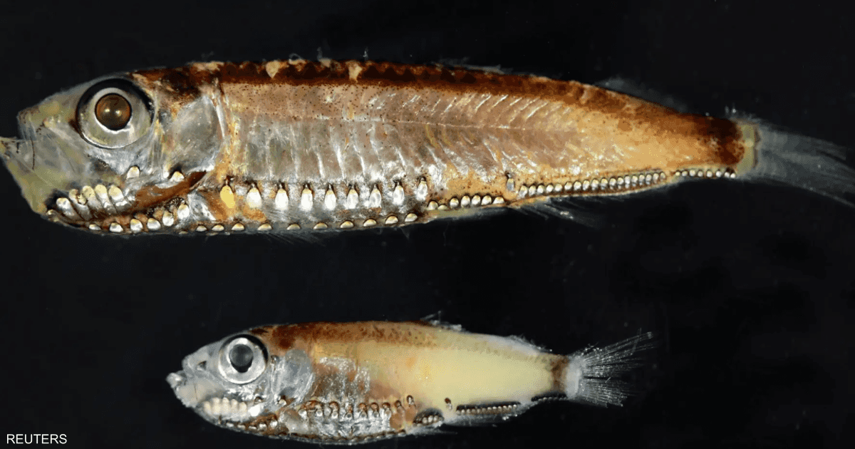 أسماك أعماق البحر تكشف نظاما بصريا يتجاوز "المألوف"