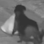 فيديو الكلب والقمامة.. الشرطة تكشف "الحيلة الشيطانية"