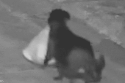 فيديو الكلب والقمامة.. الشرطة تكشف "الحيلة الشيطانية"