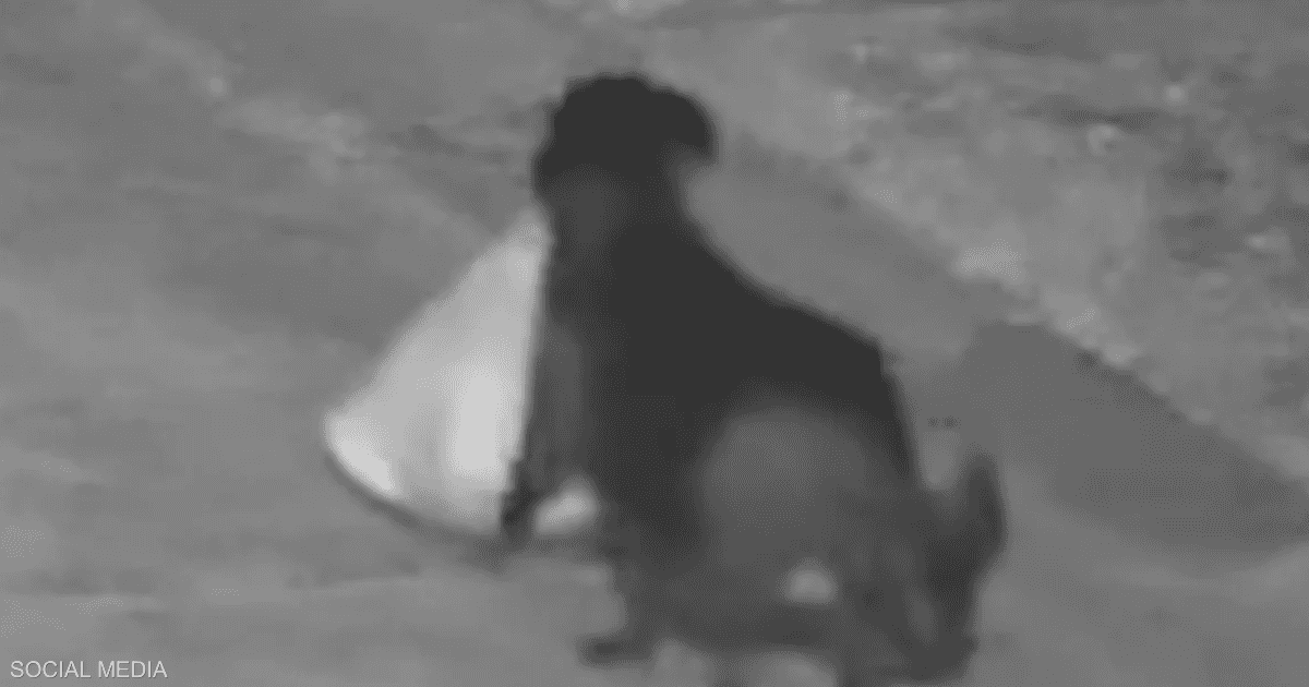 فيديو الكلب والقمامة.. الشرطة تكشف "الحيلة الشيطانية"