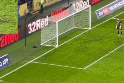 فيديو لسنجاب يتسبب بتوقف مباراة كرة قدم مرتين في إنجلترا