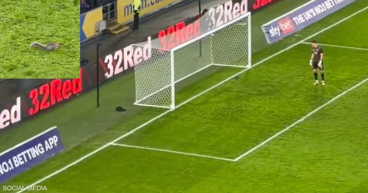 فيديو لسنجاب يتسبب بتوقف مباراة كرة قدم مرتين في إنجلترا