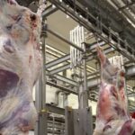 كشف تفاصيل لحوم سودانية إلى الإمارات مرورًا بالسعودية