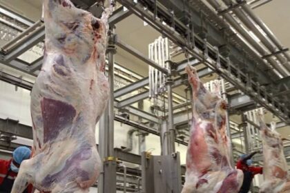 كشف تفاصيل لحوم سودانية إلى الإمارات مرورًا بالسعودية