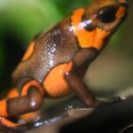 بعد اتهام روسيا باستخدامه.. ماذا نعرف عن "سم الضفادع"؟