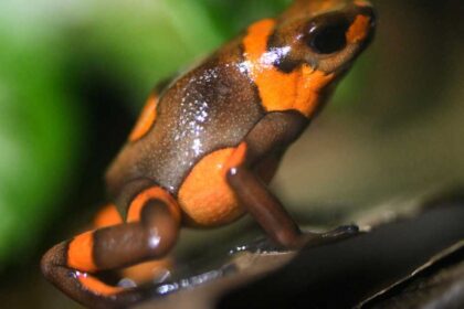 بعد اتهام روسيا باستخدامه.. ماذا نعرف عن "سم الضفادع"؟