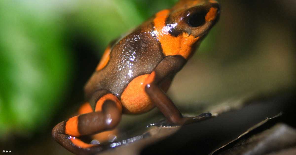 بعد اتهام روسيا باستخدامه.. ماذا نعرف عن "سم الضفادع"؟