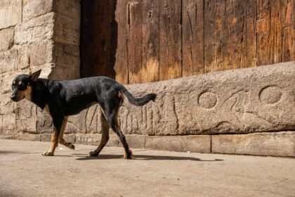 لمكافحة مرض خطير.. مصر تحصن 11 ألف كلب