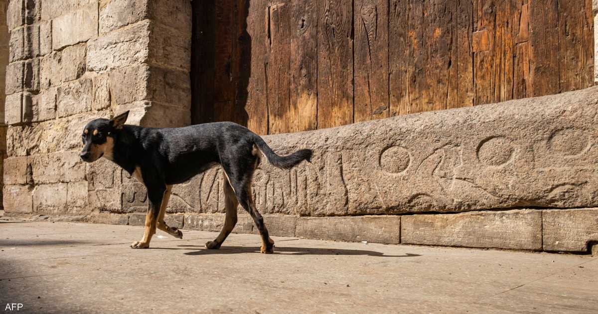 لمكافحة مرض خطير.. مصر تحصن 11 ألف كلب