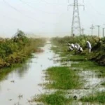 الأمير الطيب الإمام جودة يعلن رفضه زراعة التمباك في مشروع الجزيرة