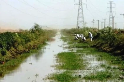 الأمير الطيب الإمام جودة يعلن رفضه زراعة التمباك في مشروع الجزيرة