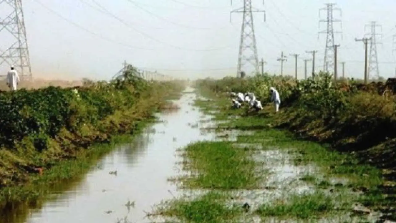 الأمير الطيب الإمام جودة يعلن رفضه زراعة التمباك في مشروع الجزيرة