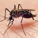 تحذير من خطورة تفشي حمى الضنك بولاية نهر النيل