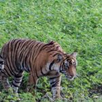 هروب طفل من قضم نمر خلال قطفه الفاكهة في الغابة