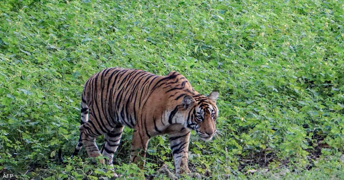 هروب طفل من قضم نمر خلال قطفه الفاكهة في الغابة