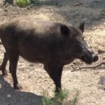 “خنزير بري” يهاجم قرية المهيدات بولاية الجزيرة وإصابة 15 مواطنًا