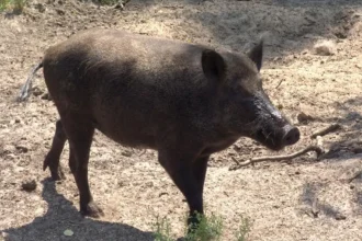 “خنزير بري” يهاجم قرية المهيدات بولاية الجزيرة وإصابة 15 مواطنًا