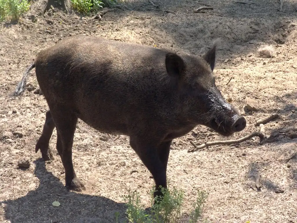 “خنزير بري” يهاجم قرية المهيدات بولاية الجزيرة وإصابة 15 مواطنًا