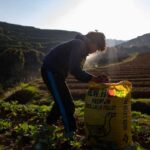 نقص الأسمدة يهدد أمن الغذائي لـ مليار أفريقي بفعل صدمات سعرية وتعثر سلاسل التوريد