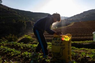 نقص الأسمدة يهدد أمن الغذائي لـ مليار أفريقي بفعل صدمات سعرية وتعثر سلاسل التوريد