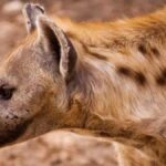 القبض على الضبع المتوحش الذي هاجم أهالي الزيادية وسط مخاوف واسعة