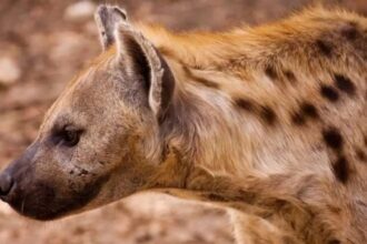 القبض على الضبع المتوحش الذي هاجم أهالي الزيادية وسط مخاوف واسعة