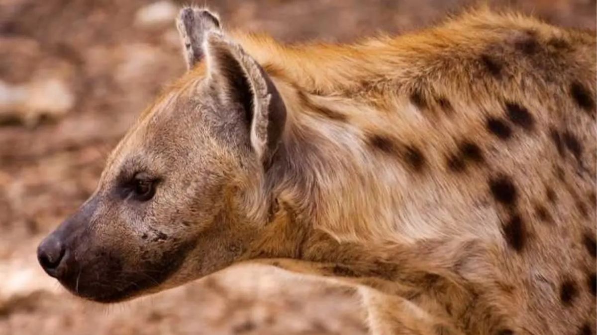 القبض على الضبع المتوحش الذي هاجم أهالي الزيادية وسط مخاوف واسعة