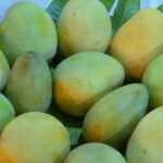 تناول الأفوكادو والمانجو يوميا يحسن وظائف الأوعية الدموية.