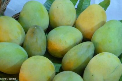تناول الأفوكادو والمانجو يوميا يحسن وظائف الأوعية الدموية.