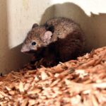 الجرذان العارية في الولايات المتحدة تدير مجتمعاً ملكياً تحت الأرض مع ملكة واحدة تنجب جميع الأبناء وتقود الجماعة.