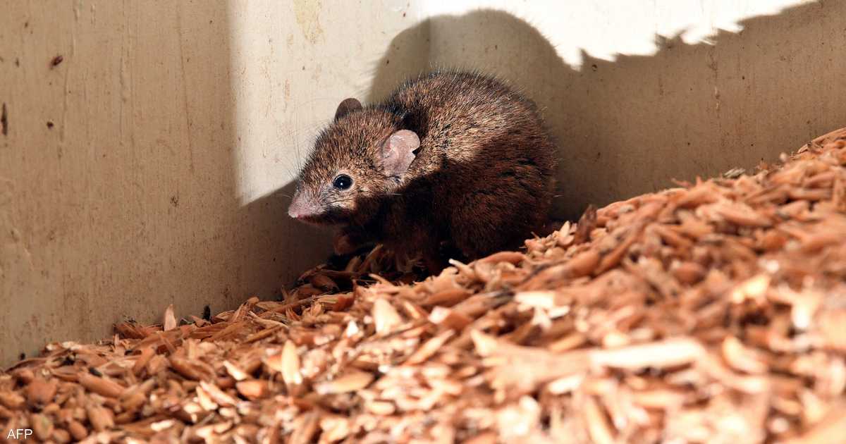 الجرذان العارية في الولايات المتحدة تدير مجتمعاً ملكياً تحت الأرض مع ملكة واحدة تنجب جميع الأبناء وتقود الجماعة.