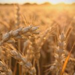 القمح يواجه أزمات الألماس في مناطق النزاع العالمية