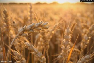 القمح يواجه أزمات الألماس في مناطق النزاع العالمية