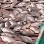 كارثة بيئية في العراق.. نفوق 1000 طن من الأسماك