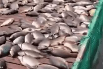 كارثة بيئية في العراق.. نفوق 1000 طن من الأسماك