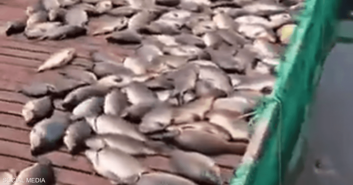 كارثة بيئية في العراق.. نفوق 1000 طن من الأسماك