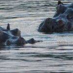 كولومبيا تقرّ خطة لإعدام أفراس نهر بابلو إسكوبار