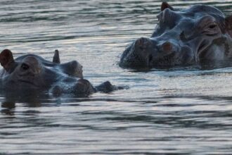 كولومبيا تقرّ خطة لإعدام أفراس نهر بابلو إسكوبار