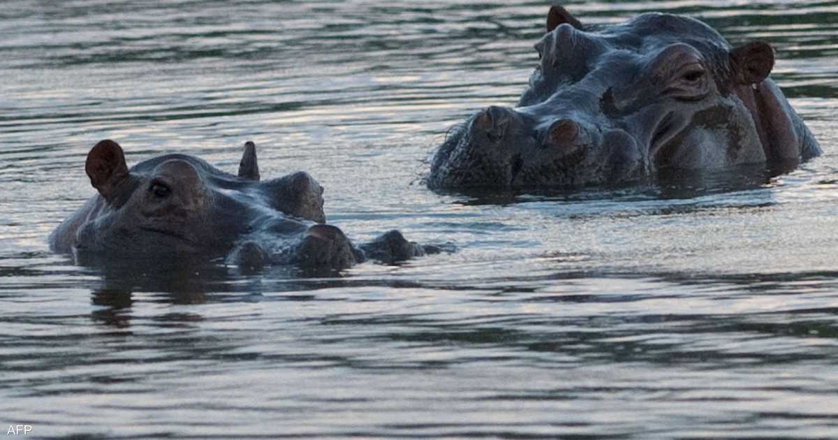 كولومبيا تقرّ خطة لإعدام أفراس نهر بابلو إسكوبار