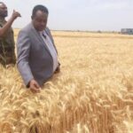 هل يهجر مزارع الجزيرة القمح ويتجه إلى التمباك؟