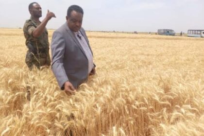 هل يهجر مزارع الجزيرة القمح ويتجه إلى التمباك؟