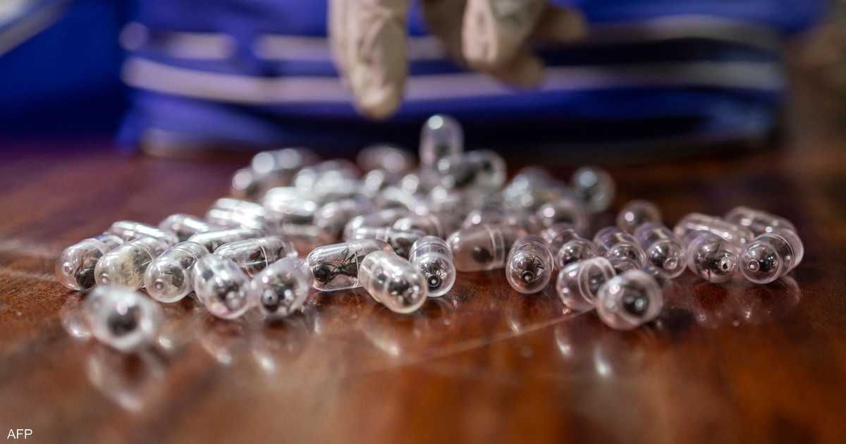 كينيا.. السجن والغرامة لرجل صيني حاول تهريب آلاف النمل