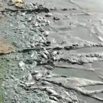 ظاهرة نفوق الأسماك في بحيرة النوبة بوداي حلفا تثير التساؤلات والمخاوف السلطات ترد