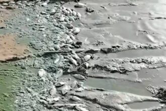 ظاهرة نفوق الأسماك في بحيرة النوبة بوداي حلفا تثير التساؤلات والمخاوف السلطات ترد