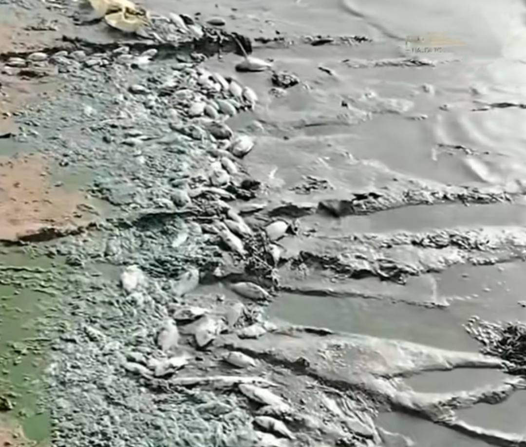 ظاهرة نفوق الأسماك في بحيرة النوبة بوداي حلفا تثير التساؤلات والمخاوف السلطات ترد