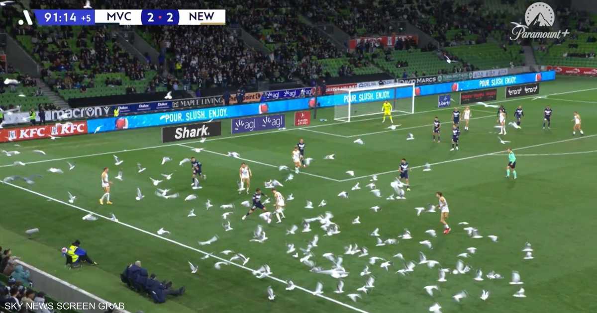 بالفيديو.. أسراب الطيور تغزو مباراة كرة قدم في "مشهد جنوني"