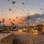 الحشرات تنتشر بكثافة في مدن المغرب بسبب التقلبات المناخية